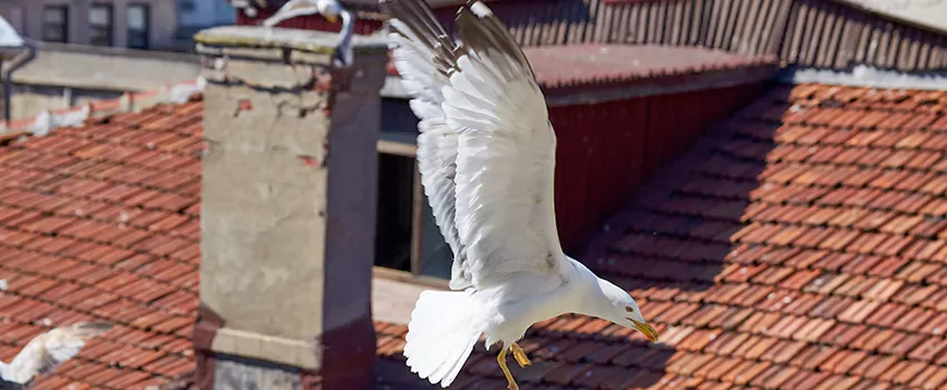 Residential Chimney Animal Removal Solution in East Northport, NY