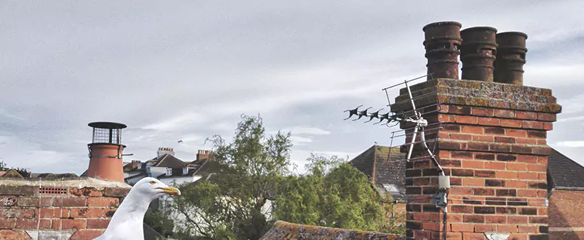 Chimney Cleaning And Restoration in East Northport, New York
